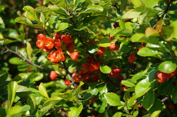 Kwitnący pigwowiec japoński (Chaenomeles japonica) © japko28