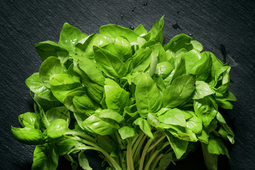 Fresh green basil on a dark background, top view