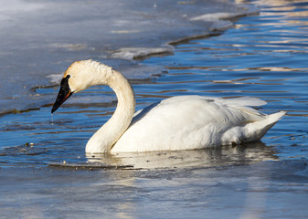 Trumpeter Swan