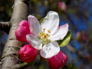 Naklejka na ściany i meble Flowering apple tree