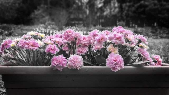 Rosa Rosenprimeln im Regen schwarz weiß