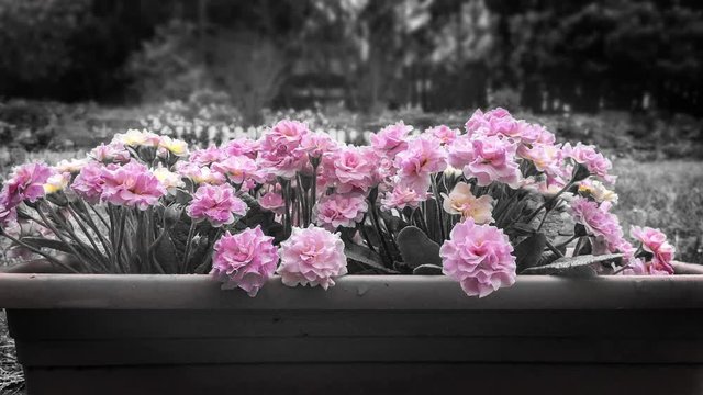Rosa Rosenprimeln im Regen schwarz wei&szlig;