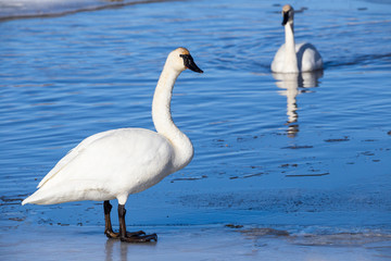 Trumpeter Swan