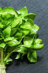 Fresh green basil on a dark background, top view
