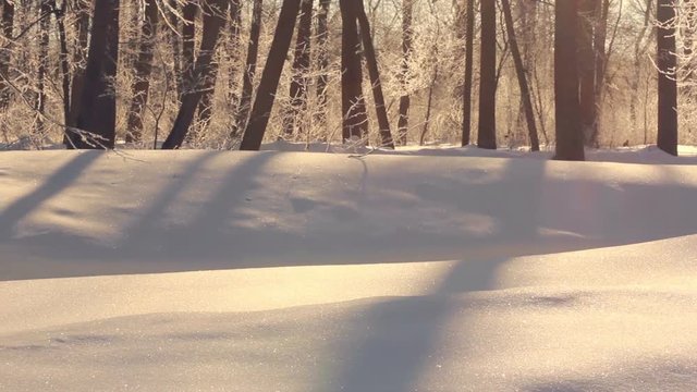 Snowy winter. Sunlight on white snow. Beautiful snow covered forest in winter. Winter landscape. Trees shadows on snow in winter forest. Snow covered trees in winter. Sun shine through winter trees