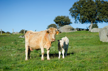 VACA Y TERNERO FELICES EN EL CAMPO PRIMAVERA