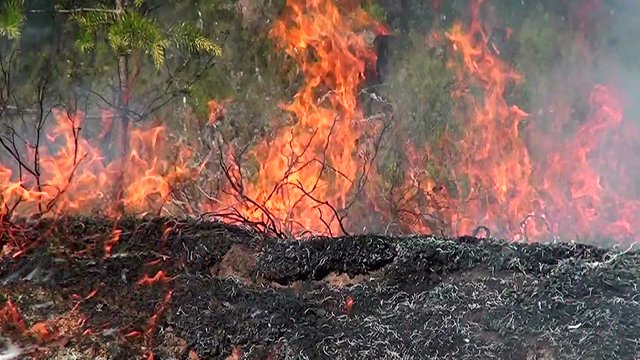 Bright flames of a forest fire. Dangerous situation for the environment.