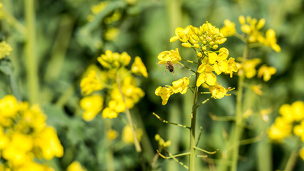 Bienenstand mit Holzbeuten 24