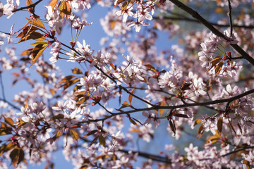 Pink Cherry Blossom