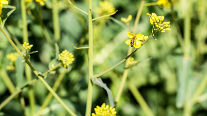 Bienenstand mit Holzbeuten 23