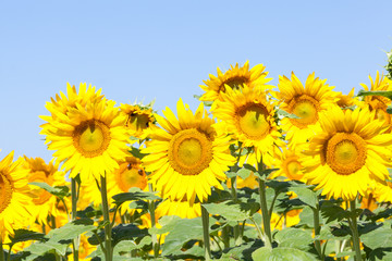 Bright yellow sunflowers or Helianthus against a sunny blue sky, close up with focus to the central flower