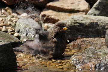 Amsel badet 