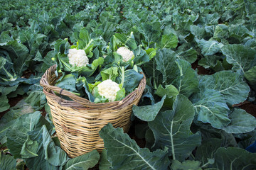 Cauliflower field