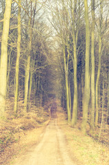 Obraz premium Waldweg 2