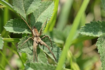 Listspinne (Pisaura mirabilis)