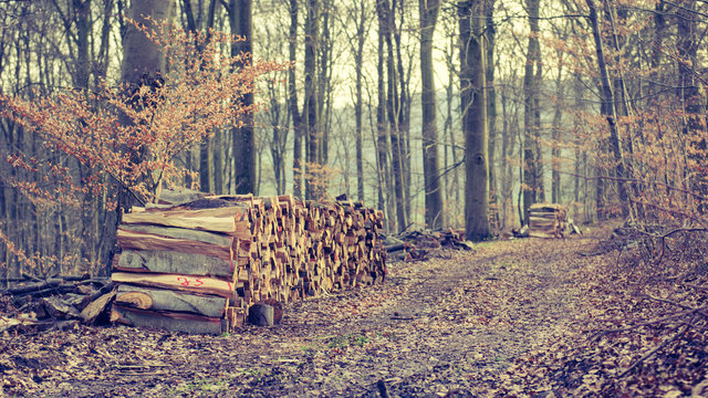 Holzstapel am Waldweg 2