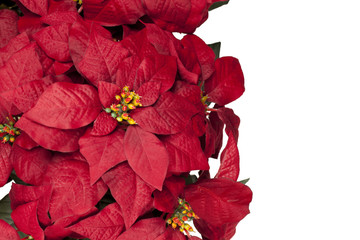 poinsettia isolated on white background