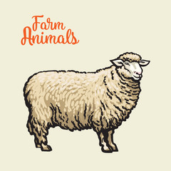 White sheep isolated, sketch drawn by hand on a light background sheep, farm animals, cloven-hoofed livestock, sheep, sheep icon with thick fur