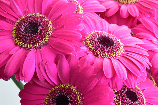 Fototapeta Pink Gerber Daisies