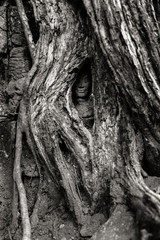 Fototapeta premium Cambodia. Angkor Wat