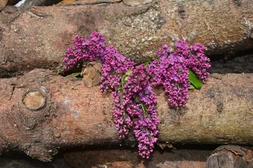 Papier Peint photo autocollant Lilas Lila Flieder Blüten auf Holz