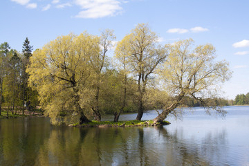 linden tree on a tiny island