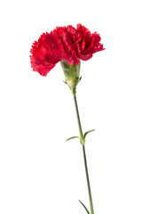 vertical image of red carnation