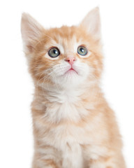 Closeup portrait cute orange tabby kitty