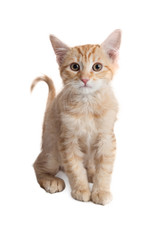 Obraz premium Cute Little Orange Kitten Over White
