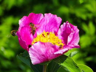 Bee on a flower of mountain peony