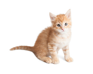 Orange tabby kitten sitting looking forward