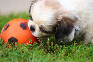 Cute Puppy playing With Ball