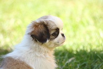 Cute Puppy playing With Ball