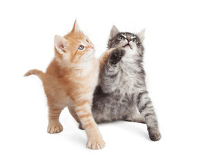 Playful kittens reaching paws up