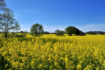Obraz premium Pole rzepaku w pobliżu Lonevitz na Rugii
