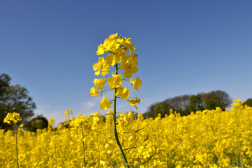 Raps, Riepse, Rapsblüte, Nahaufnahme
