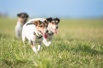 dog racing in the meadow in front of blue sky - Jack Russell Terrier 