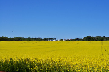 Rapsfeld, Circus, Putbus