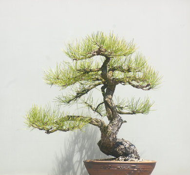 Banzai Tree 