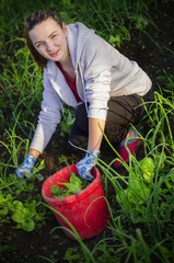 Fototapeta premium Young woman collecting weeds in a red bucket