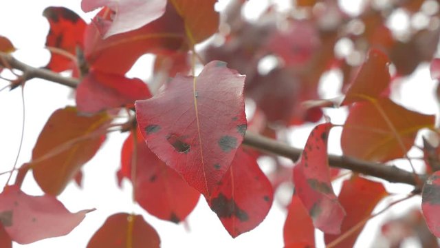 Wild pear fruit autumn leaves red colorful 4K 2160p UHD panning footage - Autumn colorful pear tree branch 4K 3840X2160 UHD video 