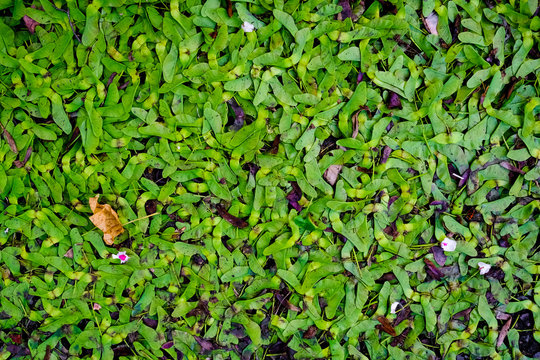fruit &eacute;rable arbre samare disamare h&eacute;licopt&egrave;re graine vent ve