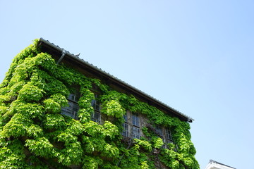 House covered with Ivy, Green wall / 蔦に覆われた家 葉っぱ 植物 ツタ 自然 環境 温室効果
