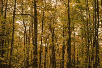 Fototapeta premium fall color in the forest of haliburton ontario canada