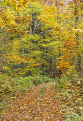 collection of beautiful colorful autumn leaves  green yellow ora