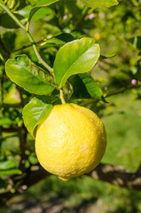 Lemon plantation
