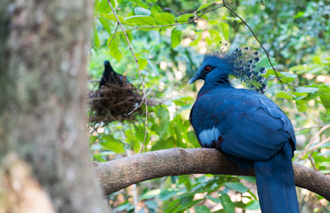 Victoria crowned pigeon
