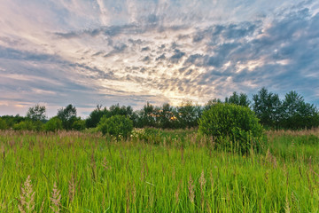 Fototapeta premium Sunset in summer field