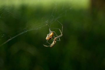 Spinne mit Opfer, eingespinnt, Insekten im Wald