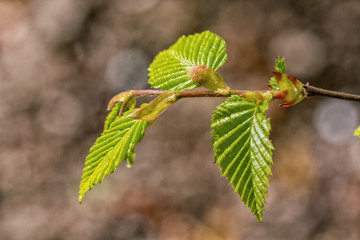 The young buds on the twig of a tree